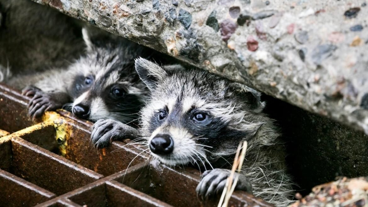 Wild Animals Are Adapting to City Life in Surprising Ways, Scientists Reveal : ScienceAlert