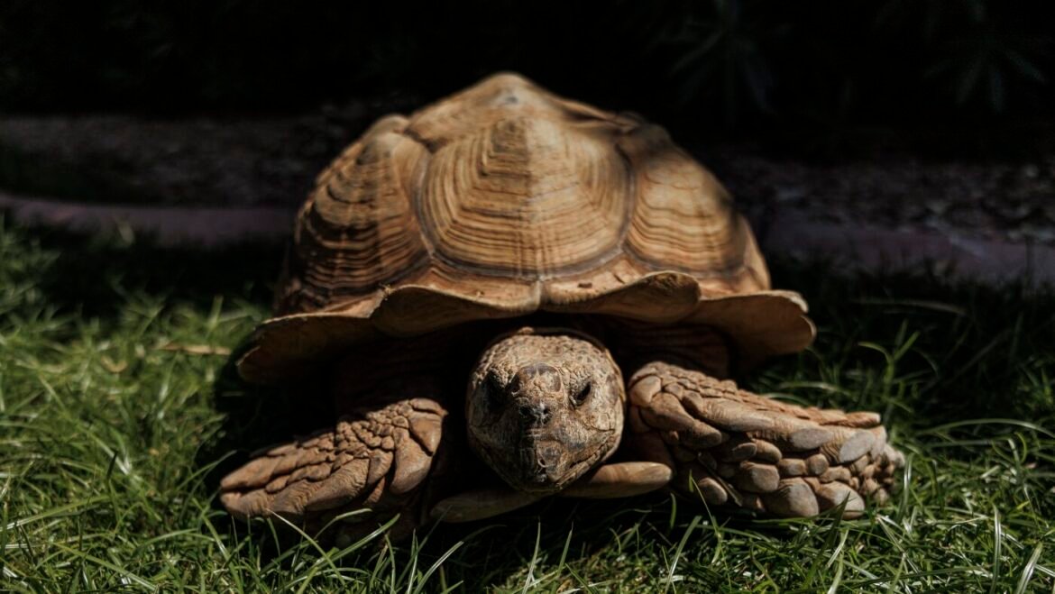 A giant tortoise got lost and found a new home : NPR