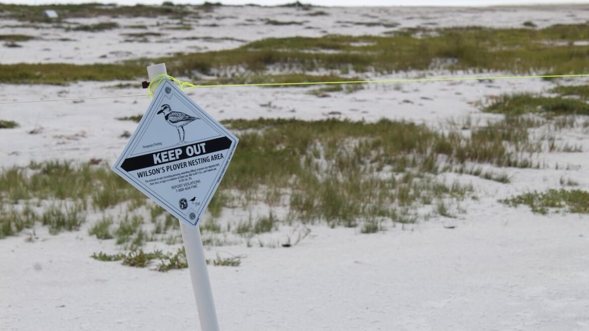 After nests washed out by ‘rogue wave,’ how are Fort De Soto birds doing? We took a visit