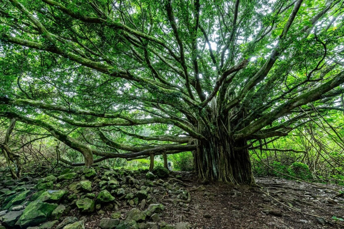 Banyan BioInnovations launches with $100M and an ICON collab