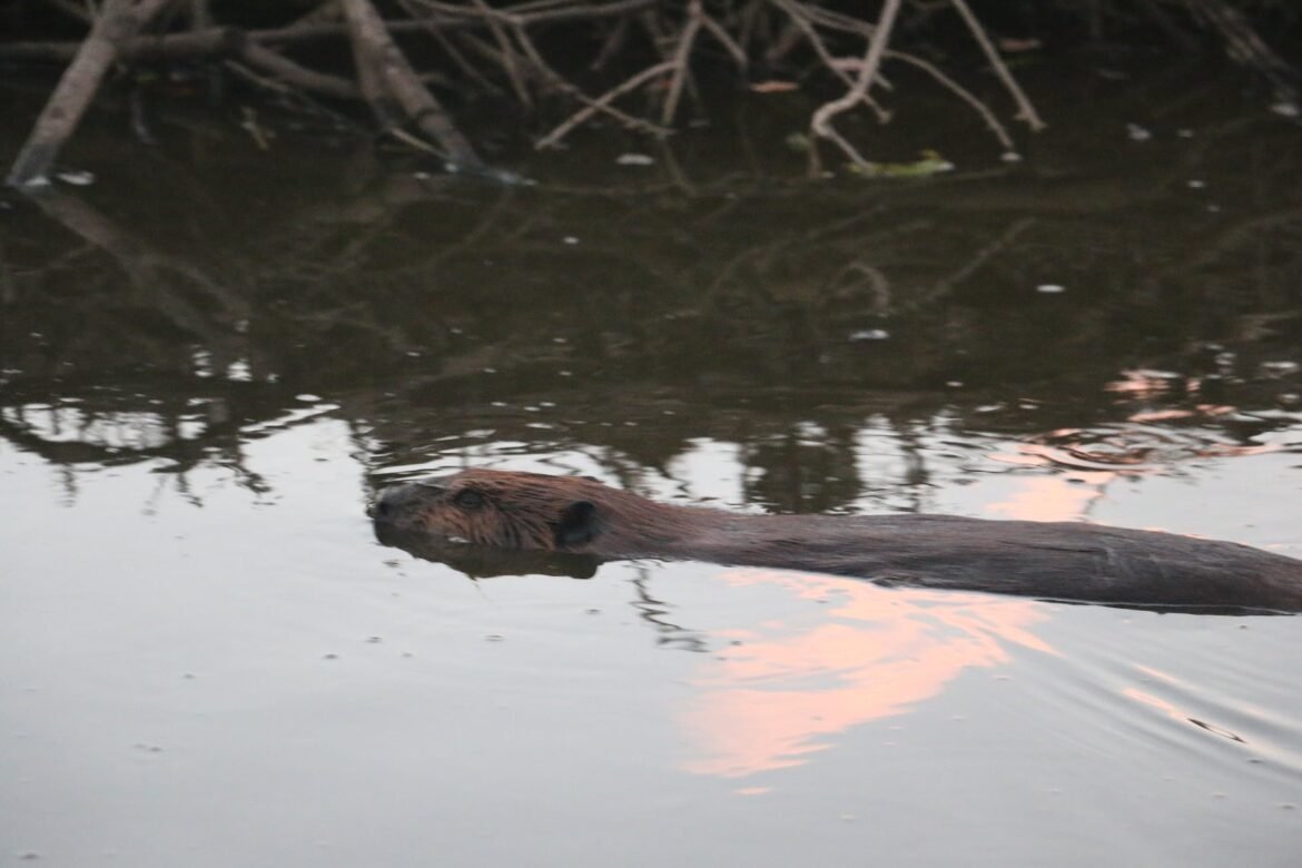 Beaver bites 8-year-old boy who was fishing at N.J. lake