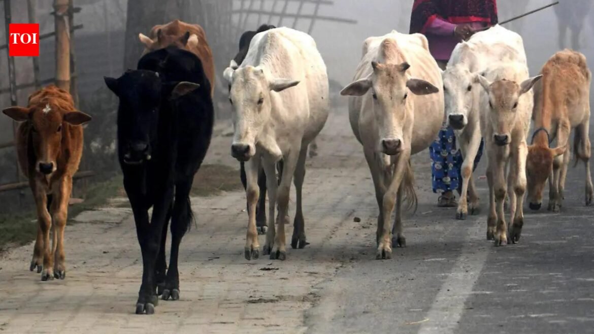 Bengal's new govt bans public slaughter of cattle...