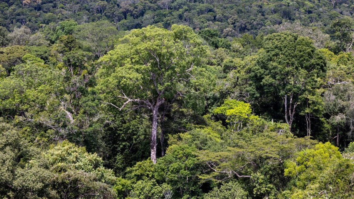 Criminal syndicates tighten grip on Amazon as rainforest nears collapse