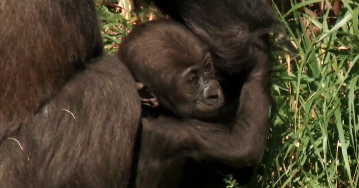 Crowds at Los Angeles Zoo go bananas for endangered species baby boom