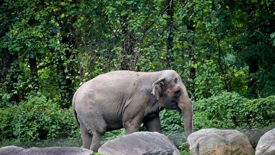 Happy, the elephant, is euthanized at Bronx Zoo : NPR