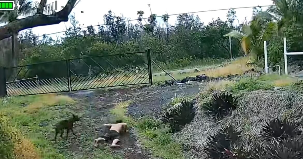 Hawaii community feared triple-murder suspect would ‘show up at their house with a machete’