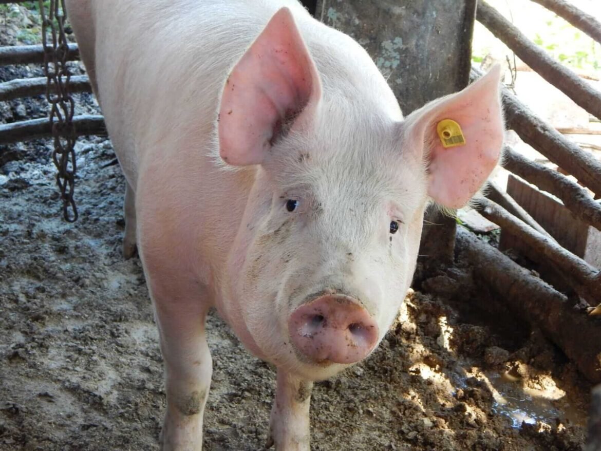 Hogs Recover on Tuesday | Nasdaq