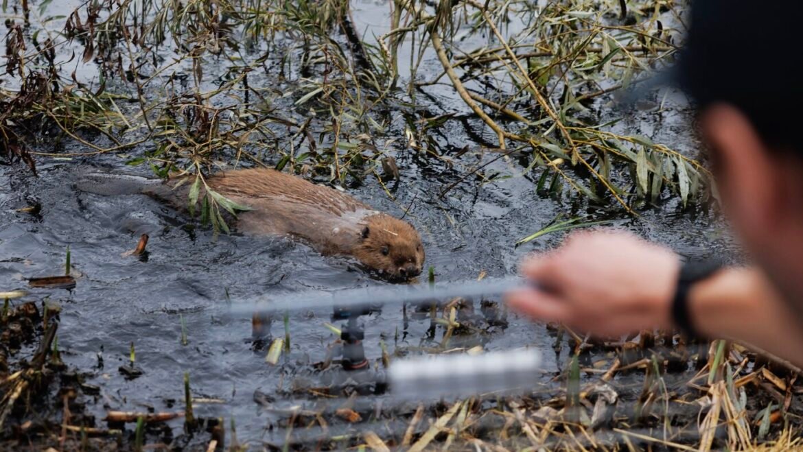 How British beavers help fight flooding from climate change : NPR