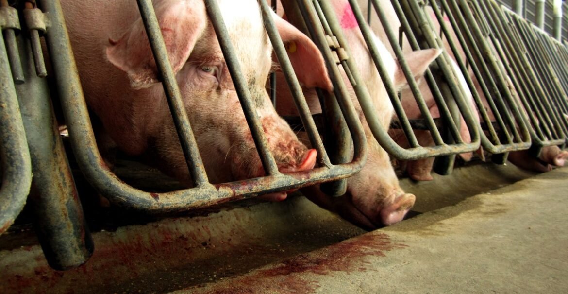 How the meat industry — and members of Congress — are trying to overturn animal welfare laws in the Farm Bill