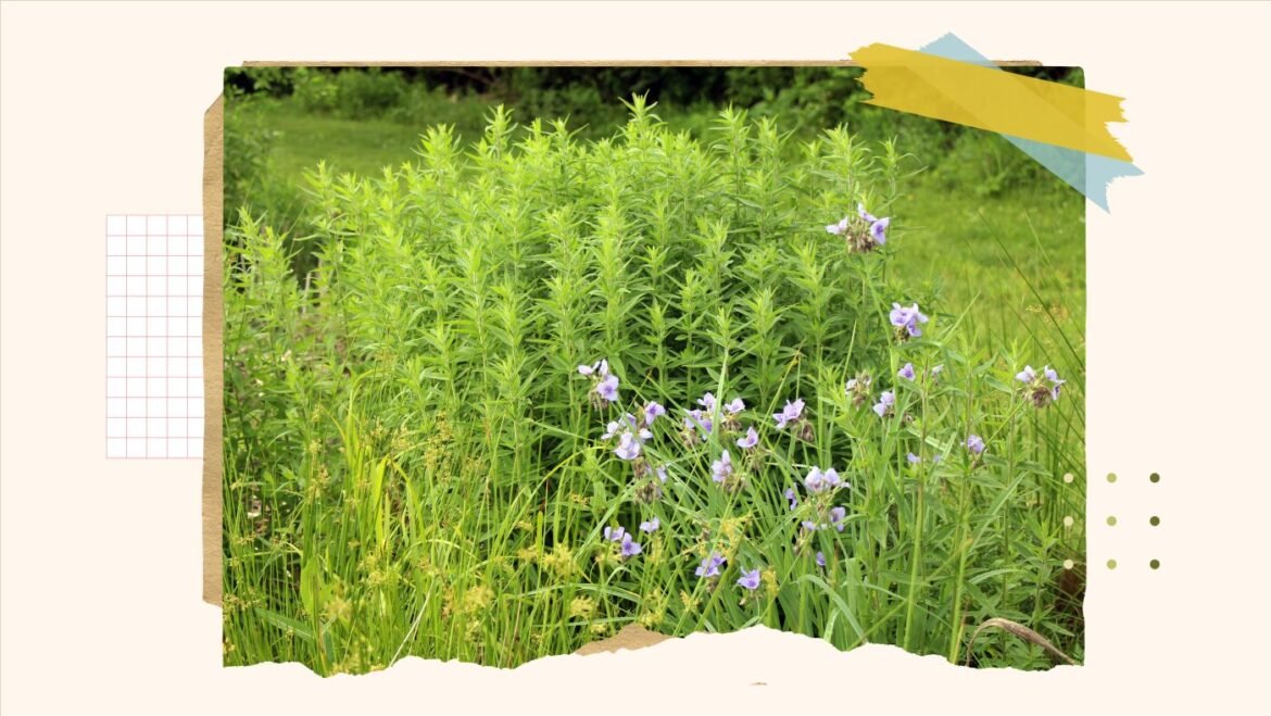 How to replace your lawn with wildlife friendly gardens : NPR