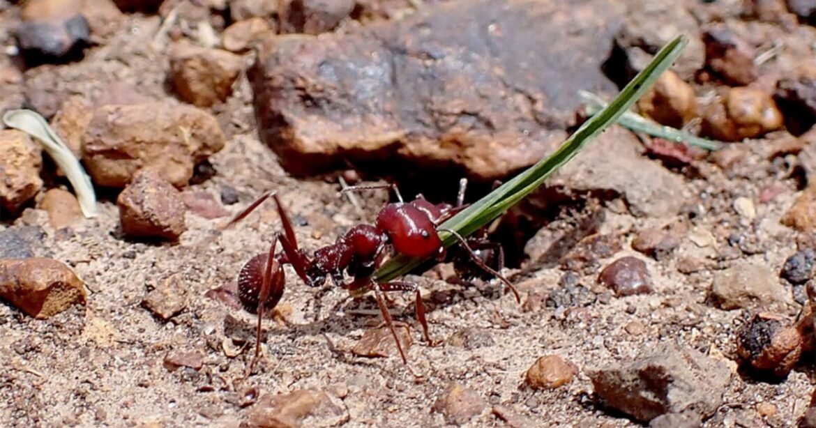 Inside Nairobi’s Black Market in Giant Harvester Ants – Mother Jones