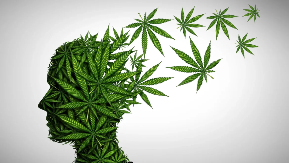 Is cannabis safe after 65? Stanford experts reveal 5 risks older adults should know