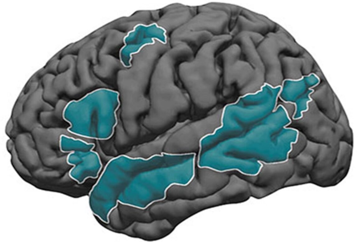 Language development in the brain | MIT News