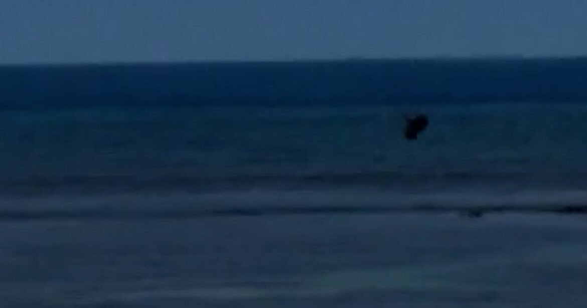 Man throws rock at endangered monk seal in Maui