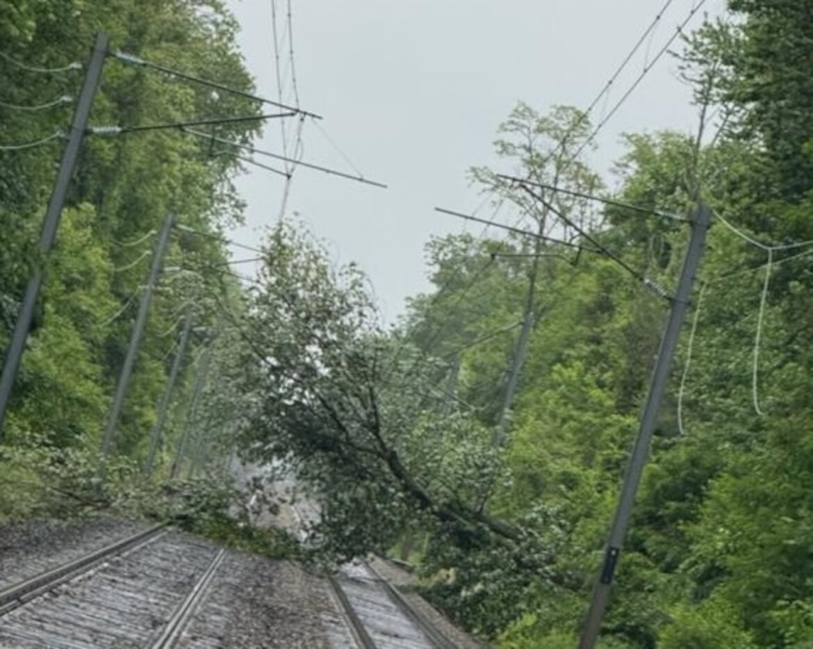 A rail line has resumed, after it was suspended because of a downed tree, NJ Transit announced Saturday night.