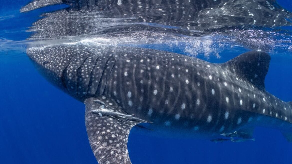 Offshore Tampa Bay may be a key whale shark feeding ground. Have you seen them?
