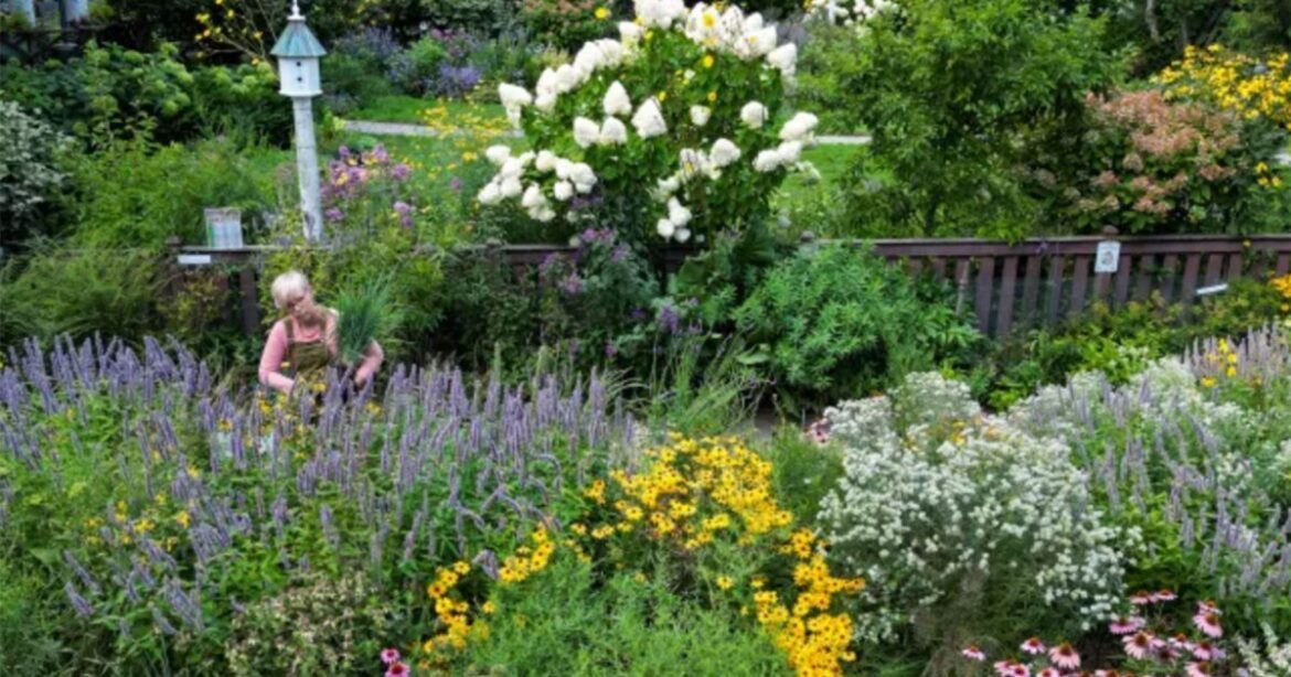 Once Dismissed As Weeds, Native Plants Are Flying Off the Shelves – Mother Jones