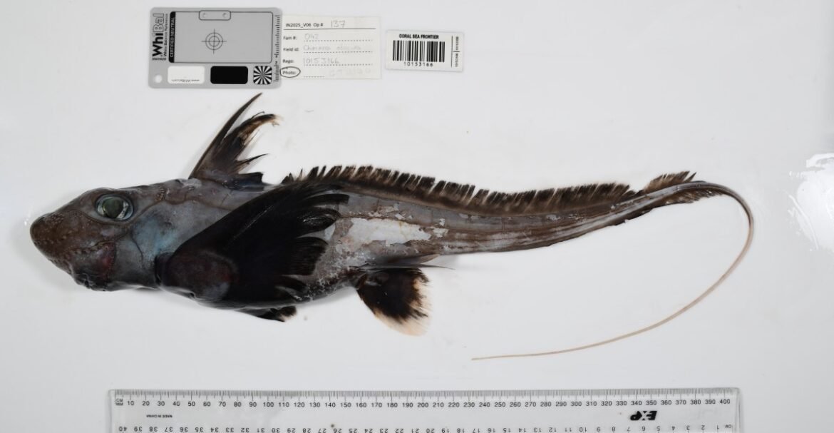 Photos: Strange new sea creatures discovered on Ocean Census expeditions