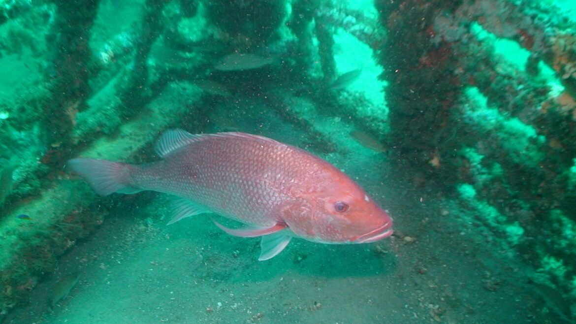 Red snapper fish fight highlights Florida governor’s disdain for science • Florida Phoenix