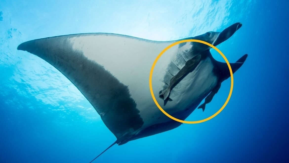 Scientists Caught Suckerfish Diving Into Manta Rays' Rear Ends : ScienceAlert