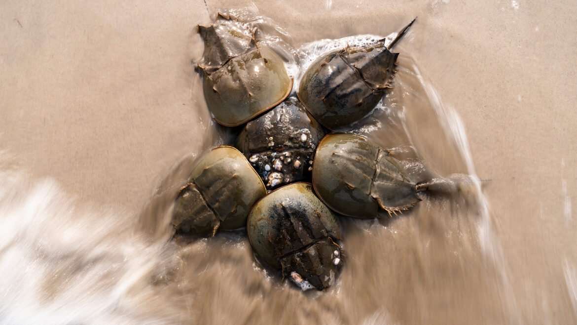 Should horseshoe crabs gain Endangered Species Act protection?
