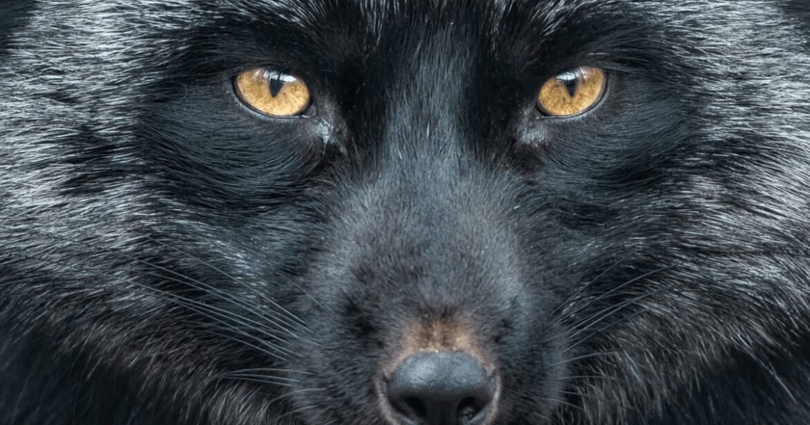 Silver Fox Springs Tax-Themed Attacks on Orgs in India, Russia