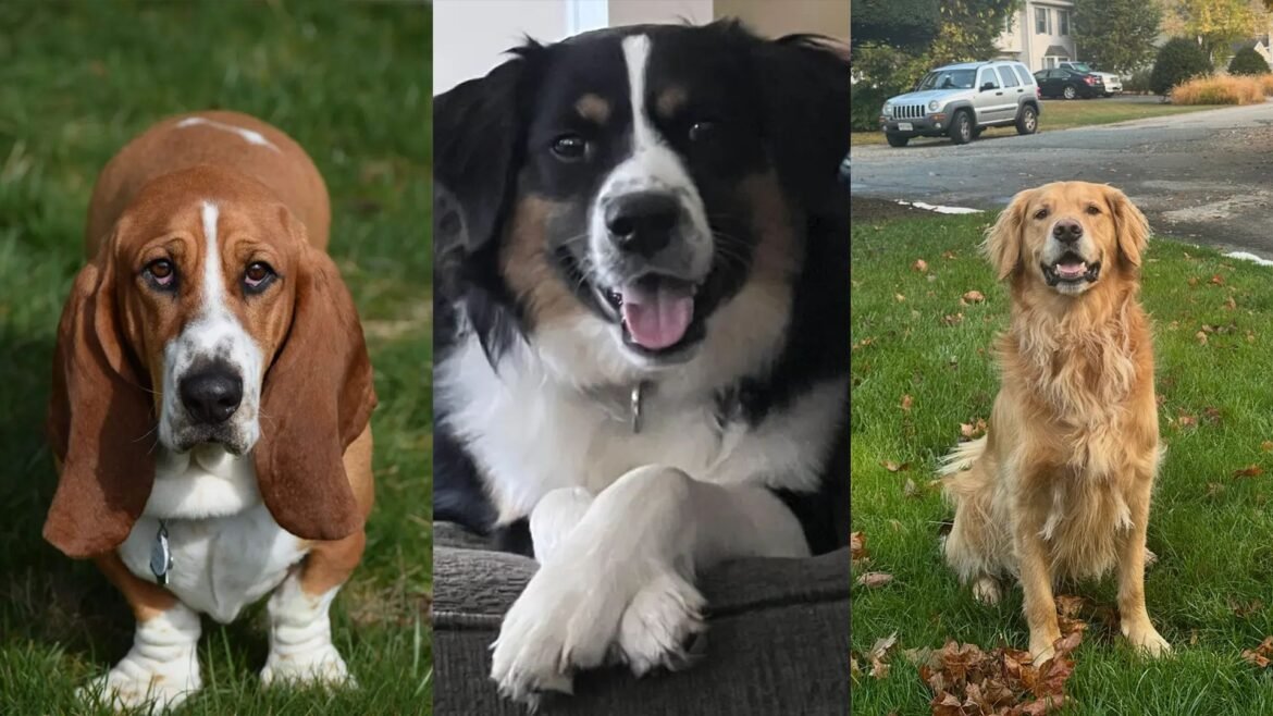 Sit! Stay! Scratch off! Lucky dogs land on NJ Lottery tickets