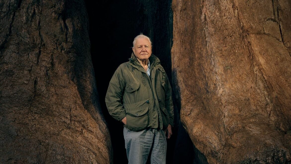 The Reign of David Attenborough