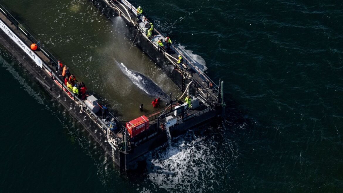 The Strange Saga of Timmy, the Stranded Humpback Whale