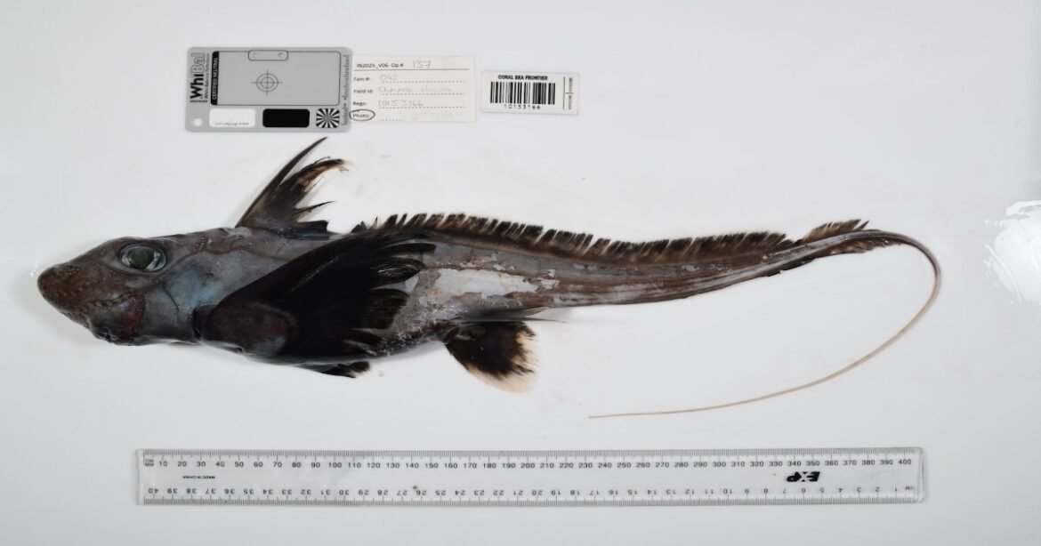 These Photos Reveal Strange Sea Creatures Scientists Have Never Seen Before – Mother Jones