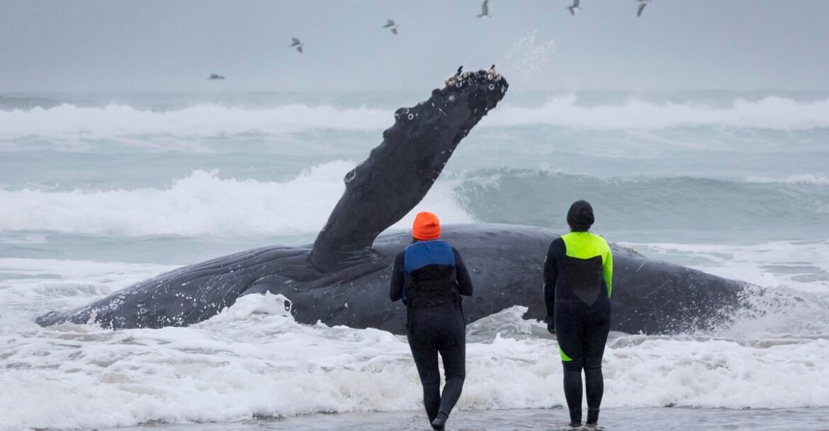 They Tried to Move a Whale