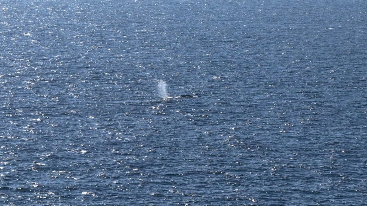 Timmy the whale freed into open waters after being stranded for weeks : NPR