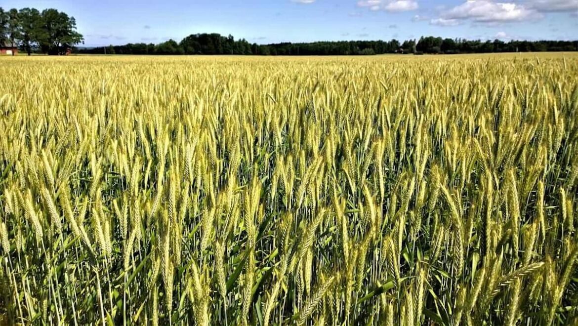 Wheat Falls into the Weekend