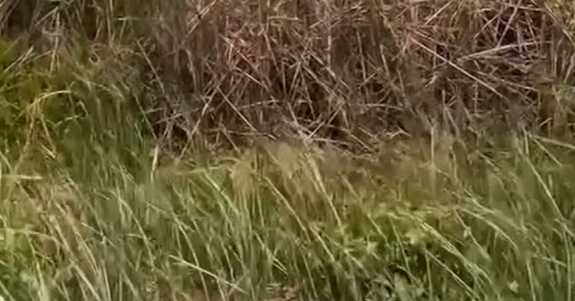 Wildfire rips through Florida Everglades
