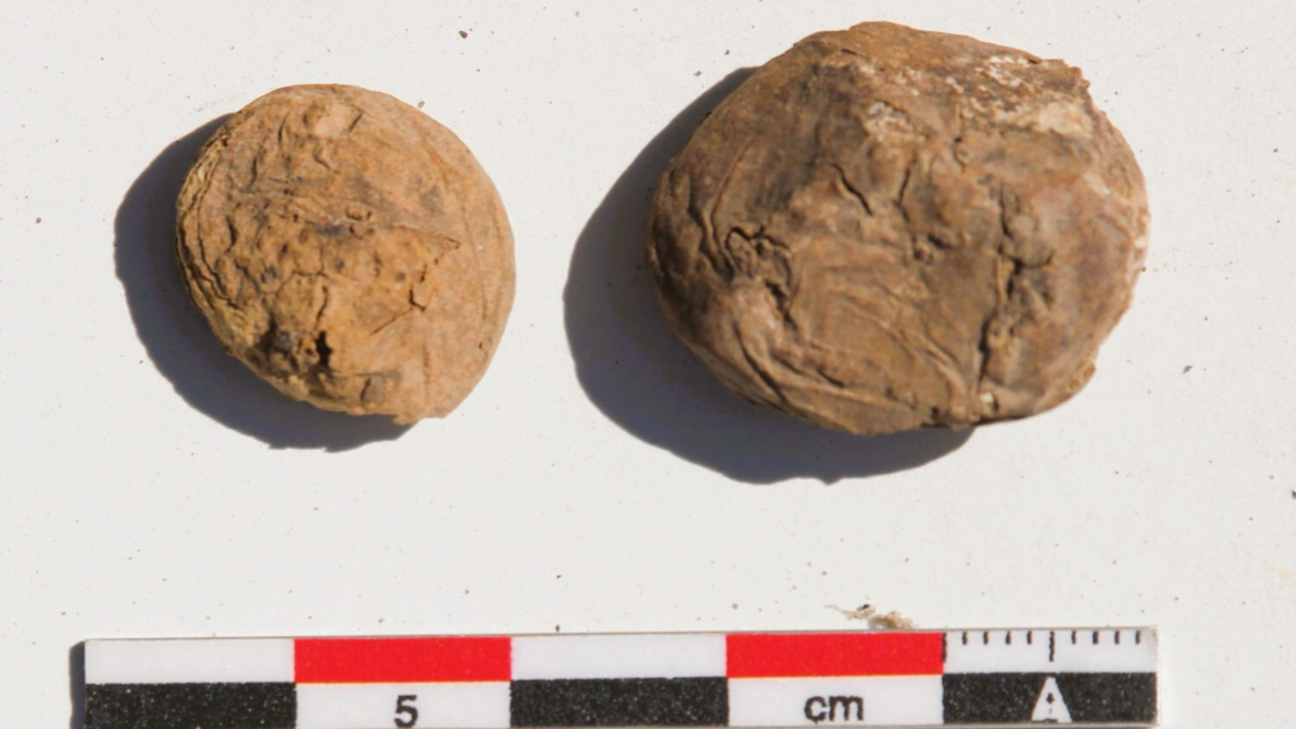 500-year-old freeze-dried potato snacks discovered in Inca storage room in Peru