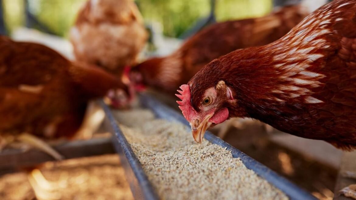 Australia’s TasFoods acquired from administration