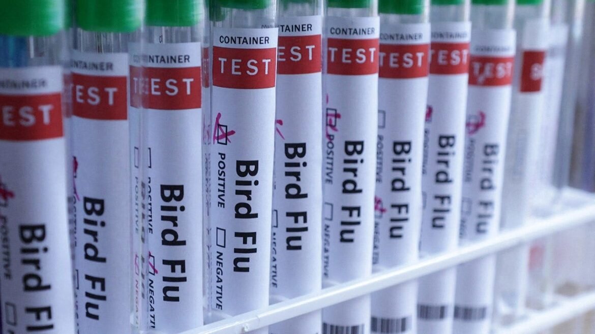 Bird flu reaches every continent as Australia confirms first H5N1 case
