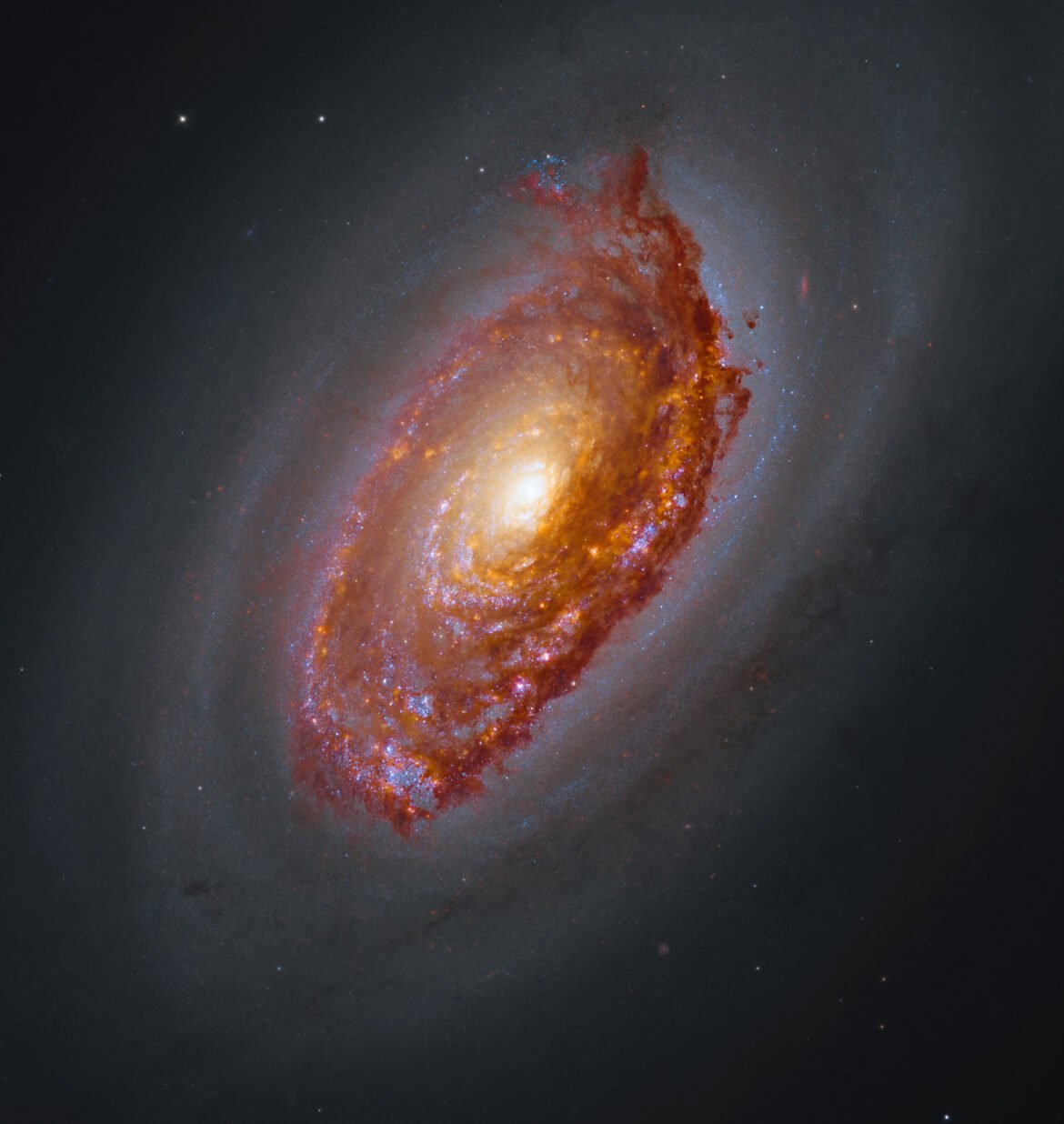 Hubble and Webb image of M64. A massive spiral galaxy glows with a yellow core, surrounded by arms full of orange-brown dust and pink and blue patches of star formation. Framed by a haze of dark dust, the galaxy shines against black space dotted with a few stars.