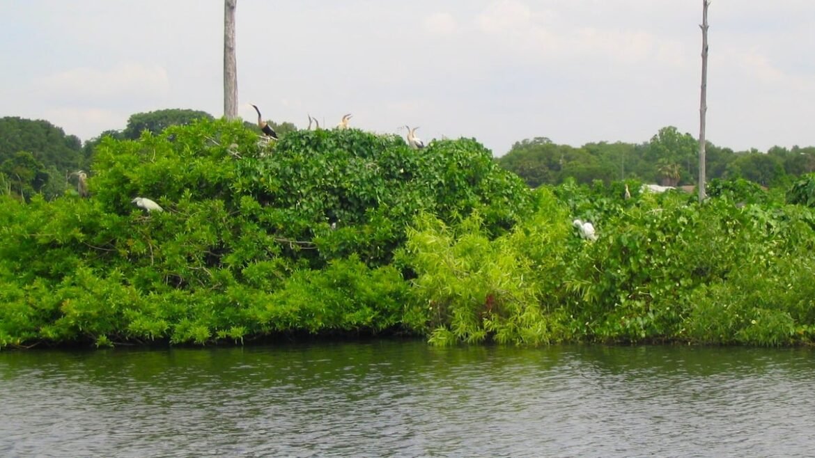 Concern for nesting birds prompts Safety Harbor to consider moving July 4 fireworks