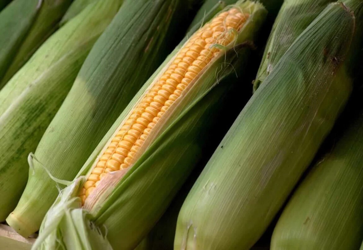 Corn Fade Back Lower into the Weekend