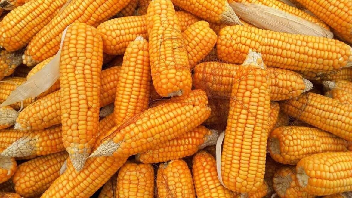 Corn Falls on Thursday as USDA Raises South American Production