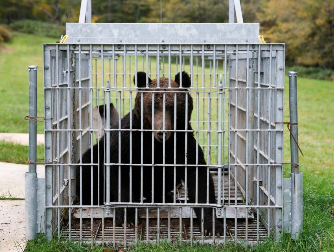 Dayslong bear hunt in Tochigi Prefecture capital ends with animal’s capture