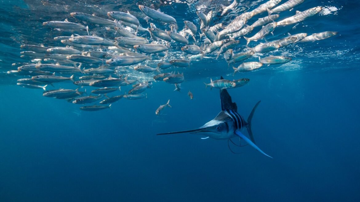 Diagnostic dilemma: A fish stabs a man through the throat and the base of the skull
