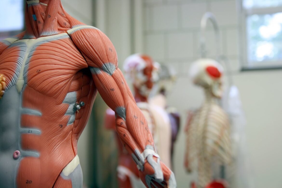 Epicrispr gene silencer enhances muscle in muscular dystrophy