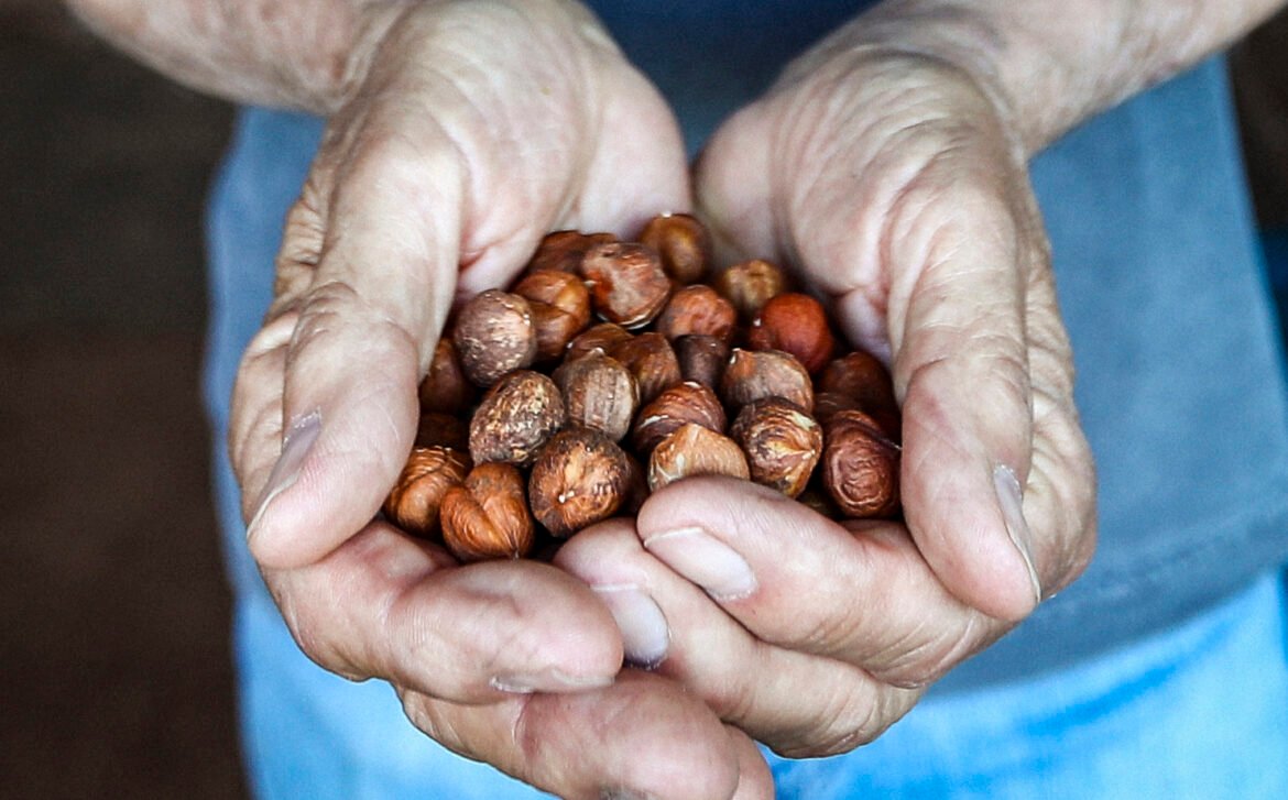 Farmers hope to make New Jersey the hazelnut capital of America • New Jersey Monitor