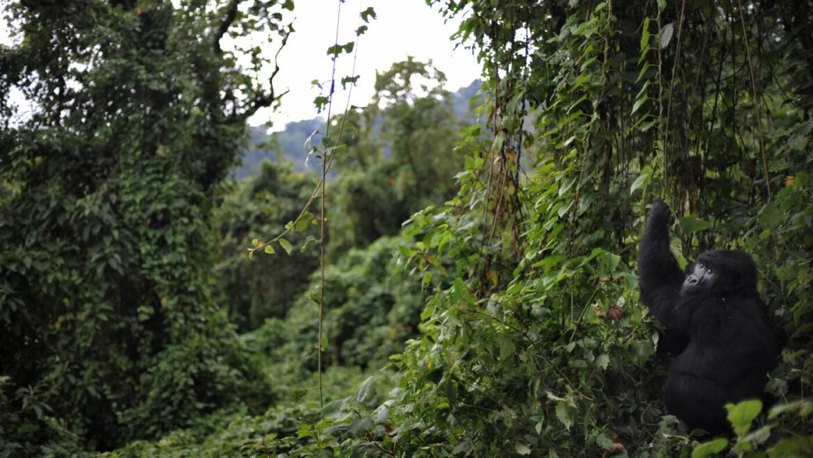 Fighting Ebola in a park that's home to rare gorillas : NPR