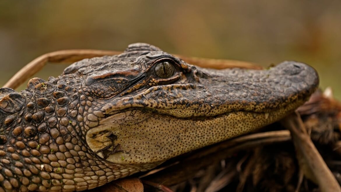 Florida man returned a turtle to a lake. Then he was bitten by an alligator