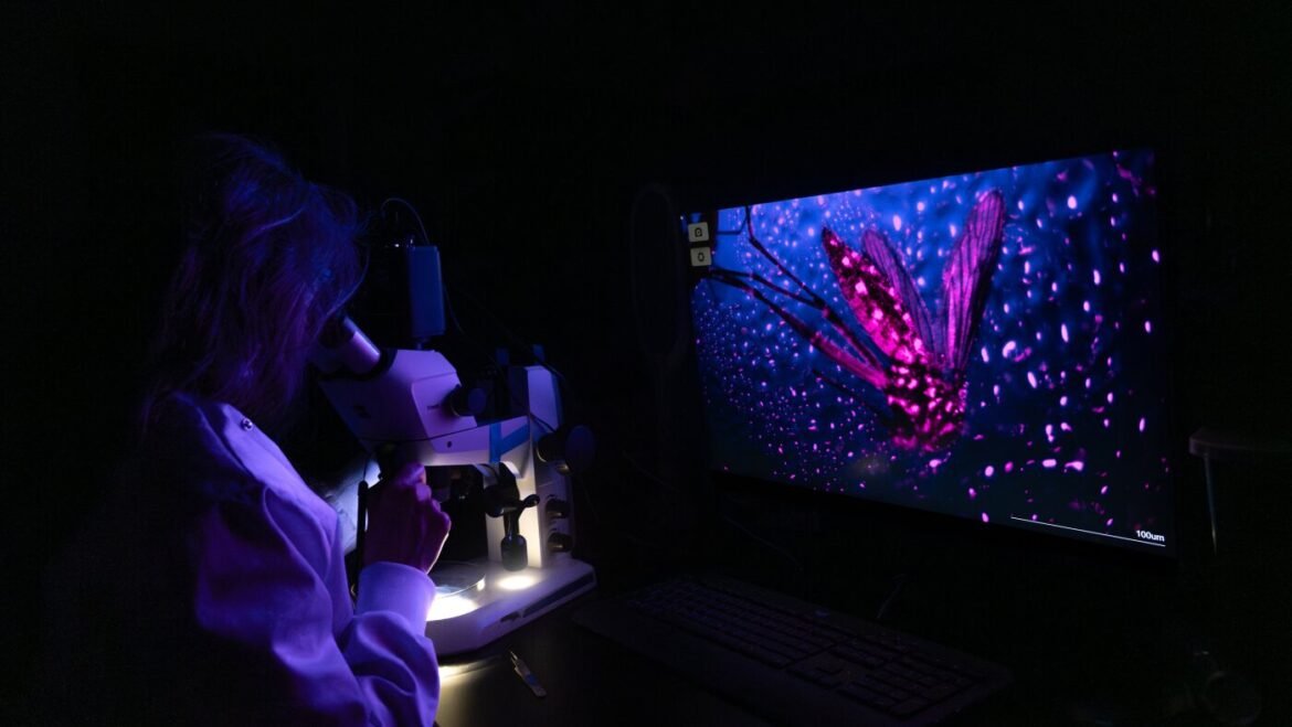 From neon mosquitoes to winged migrations, top images captured by scientists : NPR