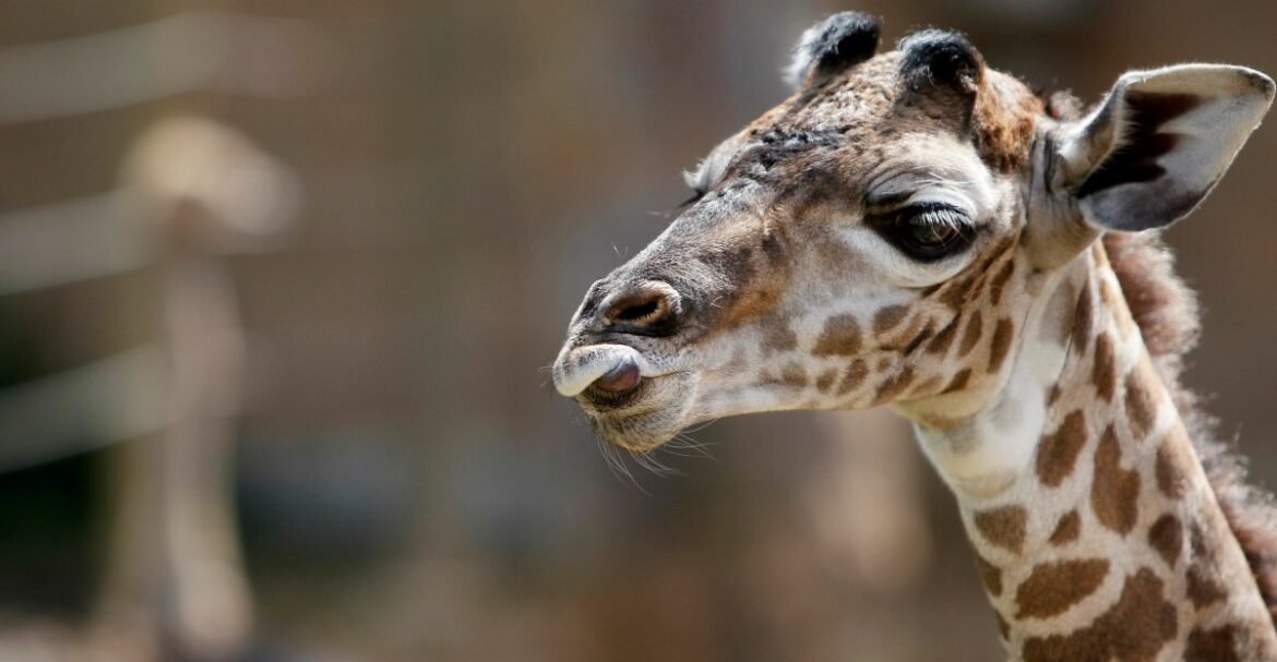 Gracie the giraffe: Why are exotic animals in Texas?