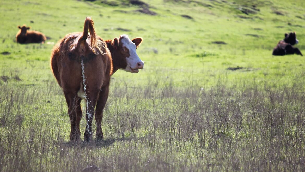 A cow lifts its tail and pees, looking back at the camera while standing in a green pasture